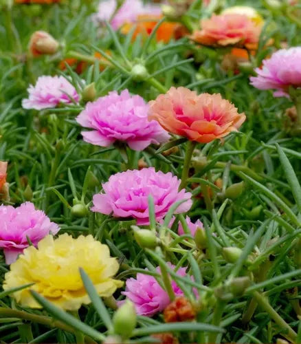 Semillas Portulaca 250u Mix De Colores