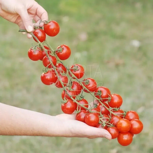 Semillas Tomate Rapunzel! Racimos Larguísimos! Super Dulce