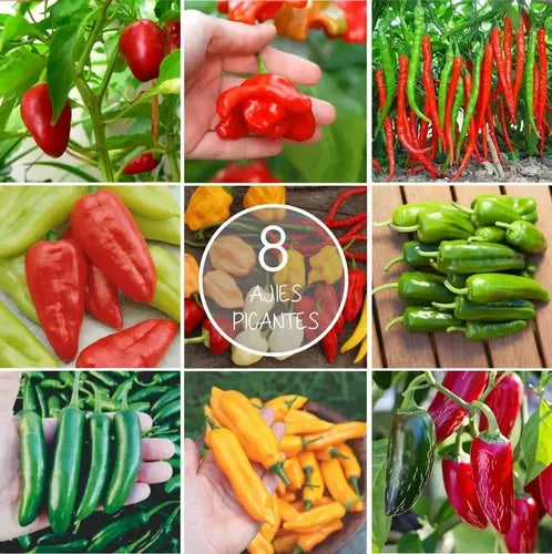Semillas Agroecológicas Ajíes Picantes Tradicionales Y Exóti