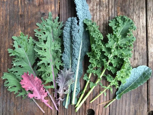 Combo De Semillas De Kale - 5 Variedades - Huerta