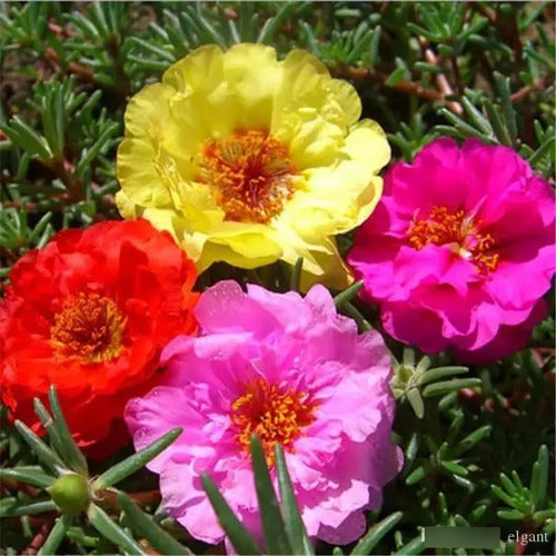 Semillas Portulaca 250u Mix De Colores