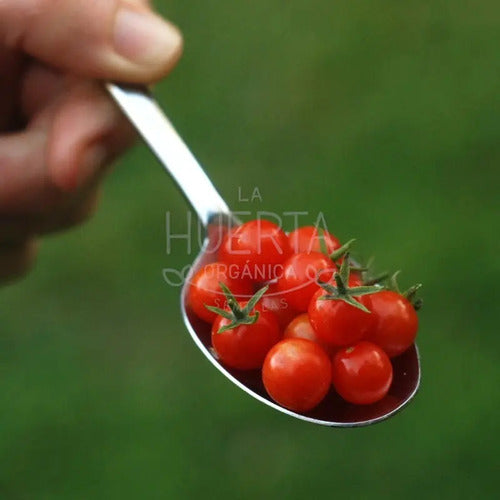 Semillas Tomate Grosella Miniatura! Diminuto Y Extra Dulce!