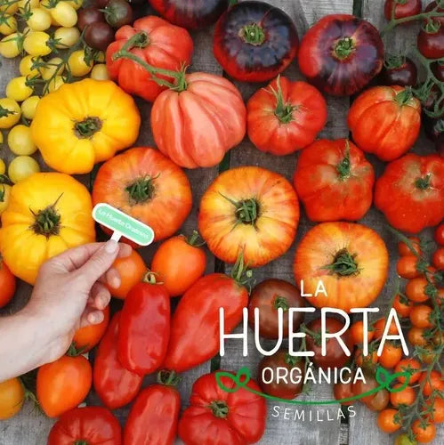 Semillas Tomate Rapunzel! Racimos Larguísimos! Super Dulce