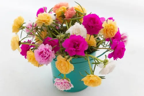 Semillas Portulaca 250u Mix De Colores