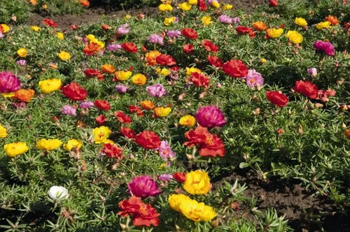 Semillas Portulaca 250u Mix De Colores