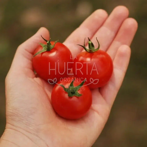 Semillas Tomate Rapunzel! Racimos Larguísimos! Super Dulce