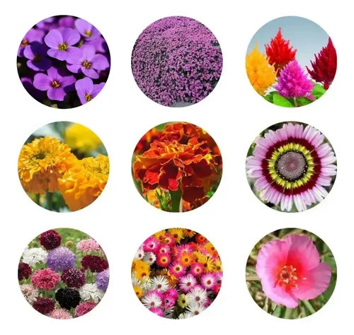 Combo Semillas Flores Para Todo El Año - 30 Paquetes
