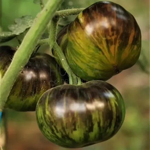 Semillas Tomate Xanadu Green! Negro Y Verde! Exquisito Sabor