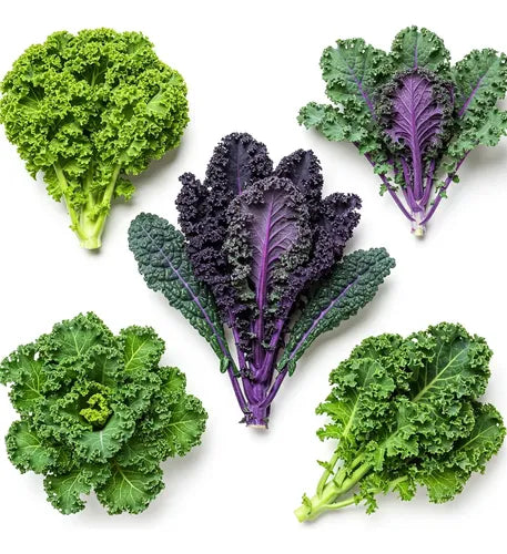 Combo De Semillas De Kale - 5 Variedades - Huerta
