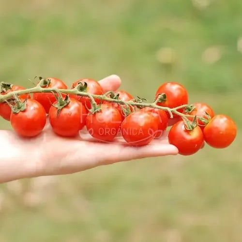 Semillas Tomate Rapunzel! Racimos Larguísimos! Super Dulce