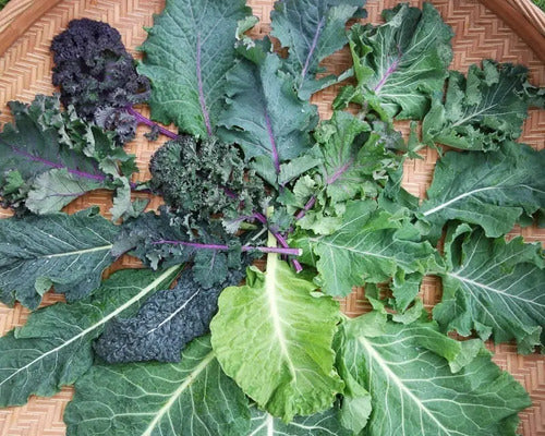 Combo De Semillas De Kale - 5 Variedades - Huerta