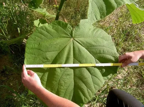Semillas de Paulownia Kiri Pack de 100 · 15470 · foto 08
