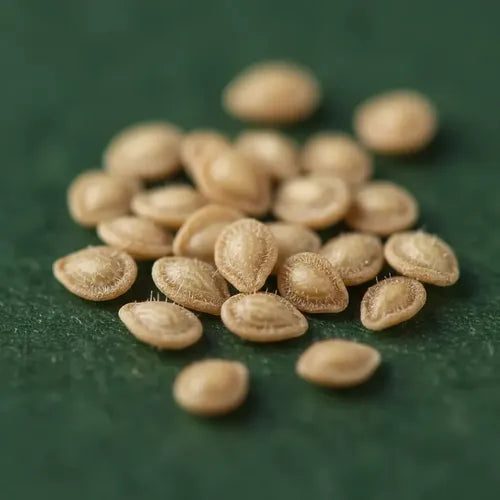 Semillas Tomate Grosella Miniatura! Diminuto Y Extra Dulce!