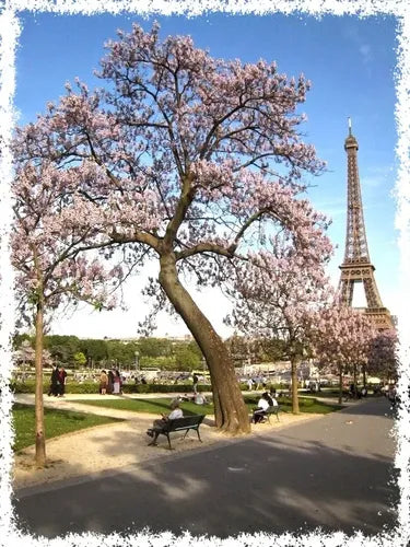 Semillas de Paulownia Kiri Pack de 100 · 15470 · foto 02