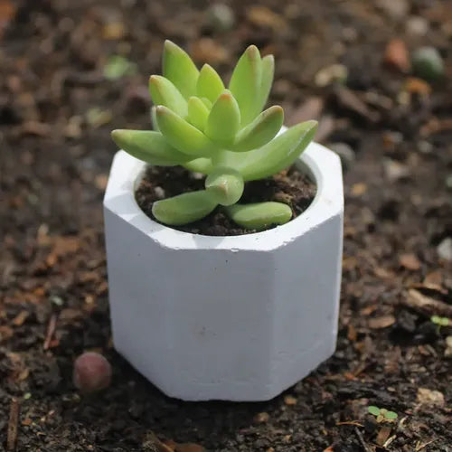 Portavela Cuenco Octogonal De Yeso Para Velas De Cera Soja