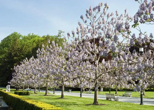 Semillas de Paulownia Kiri Pack de 100 · 15470 · foto 04