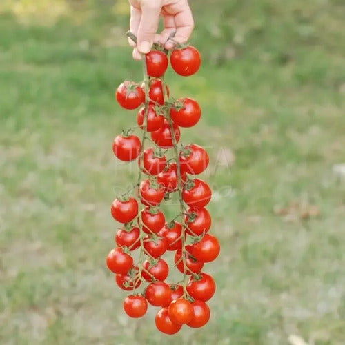 Semillas Tomate Rapunzel! Racimos Larguísimos! Super Dulce