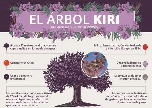 Semillas de Paulownia Kiri Pack de 100 · 15470 · foto 03