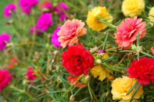 Semillas Portulaca 250u Mix De Colores