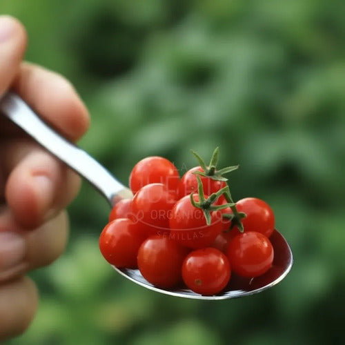 Semillas Tomate Grosella Miniatura! Diminuto Y Extra Dulce!