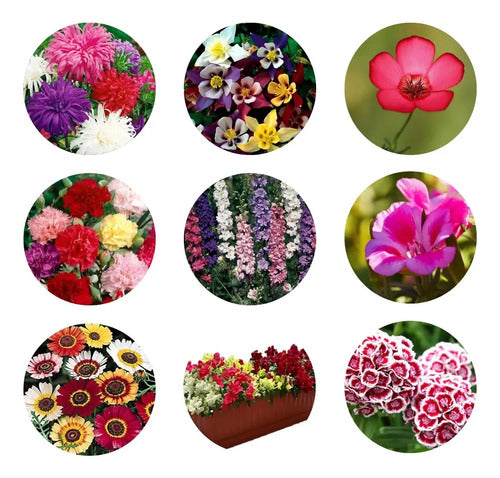 Combo Semillas Flores Para Todo El Año - 30 Paquetes