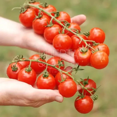 Semillas Tomate Rapunzel! Racimos Larguísimos! Super Dulce