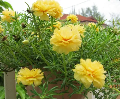 Semillas Portulaca 250u Mix De Colores