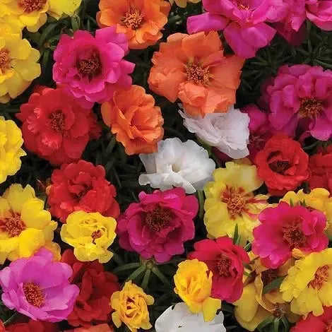 Semillas Portulaca 250u Mix De Colores