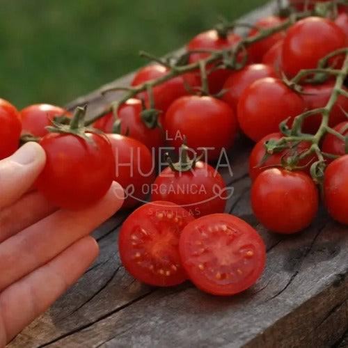 Semillas Tomate Rapunzel! Racimos Larguísimos! Super Dulce
