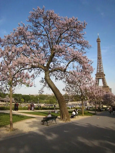 Semillas de Paulownia Kiri Pack de 100 · 15470 · foto 05