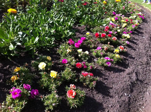 Semillas Portulaca 250u Mix De Colores
