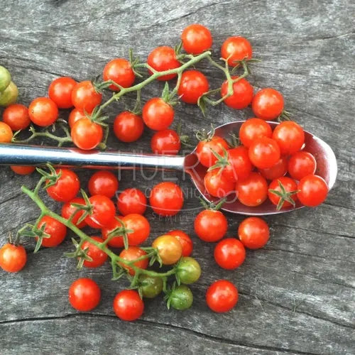 Semillas Tomate Grosella Miniatura! Diminuto Y Extra Dulce!