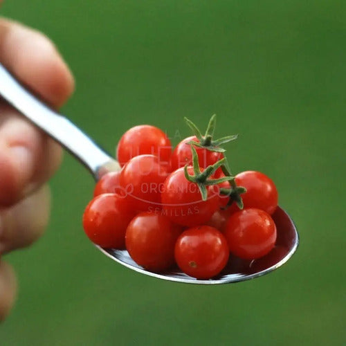 Semillas Tomate Grosella Miniatura! Diminuto Y Extra Dulce!