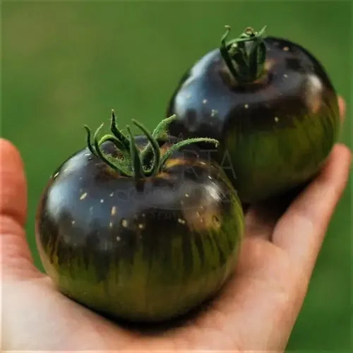 Semillas Tomate Xanadu Green! Negro Y Verde! Exquisito Sabor