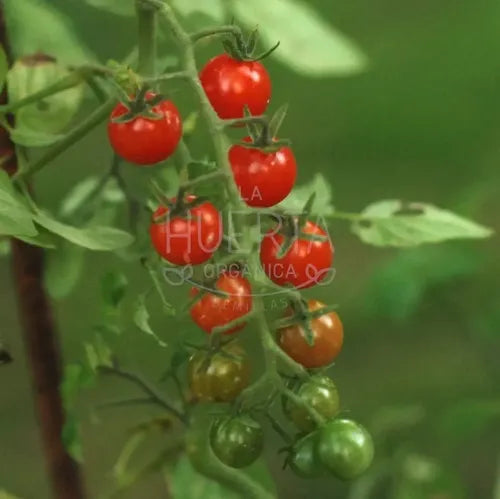 Semillas Tomate Grosella Miniatura! Diminuto Y Extra Dulce!
