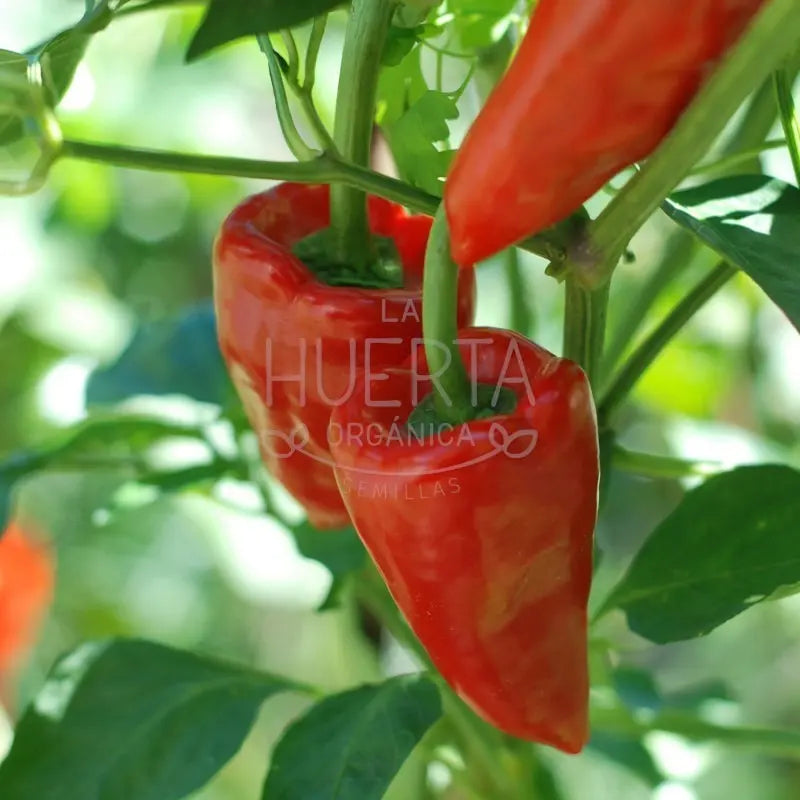Semillas Pimiento Del Piquillo! Muy Dulce! Español