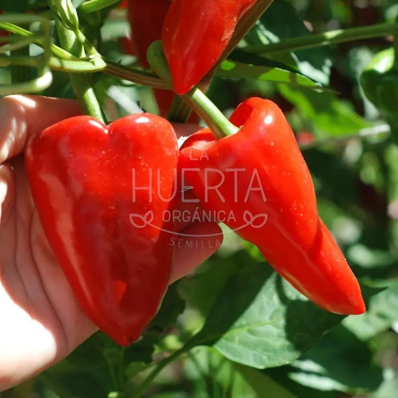 Semillas Pimiento Del Piquillo! Muy Dulce! Español