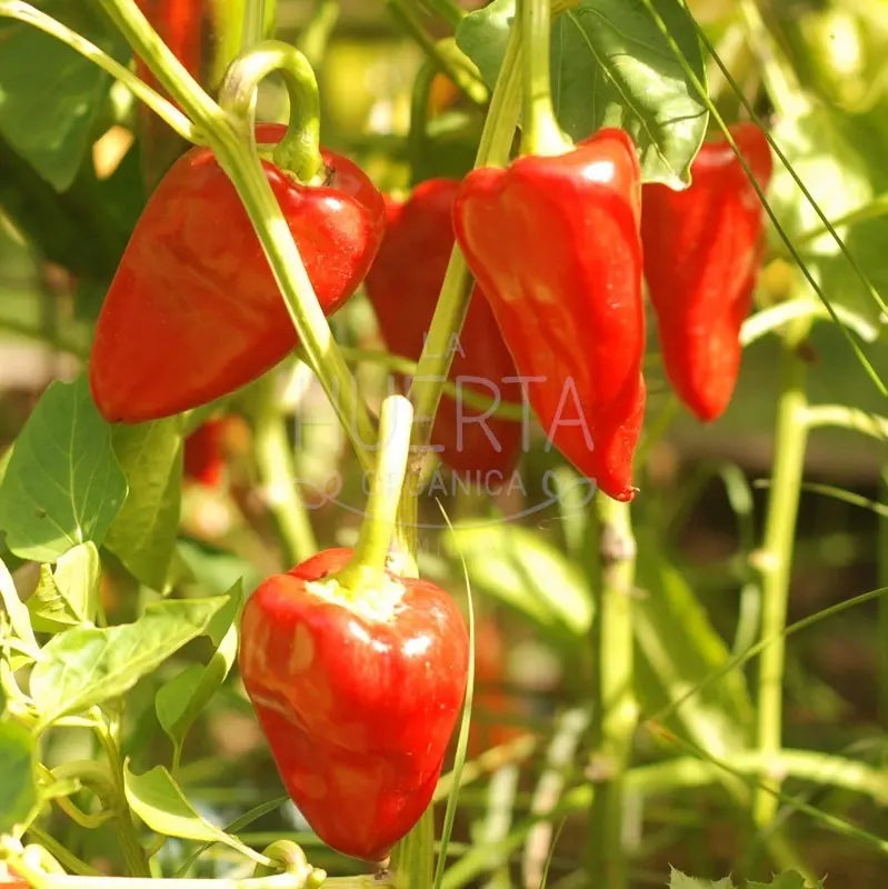 Semillas Pimiento Del Piquillo! Muy Dulce! Español