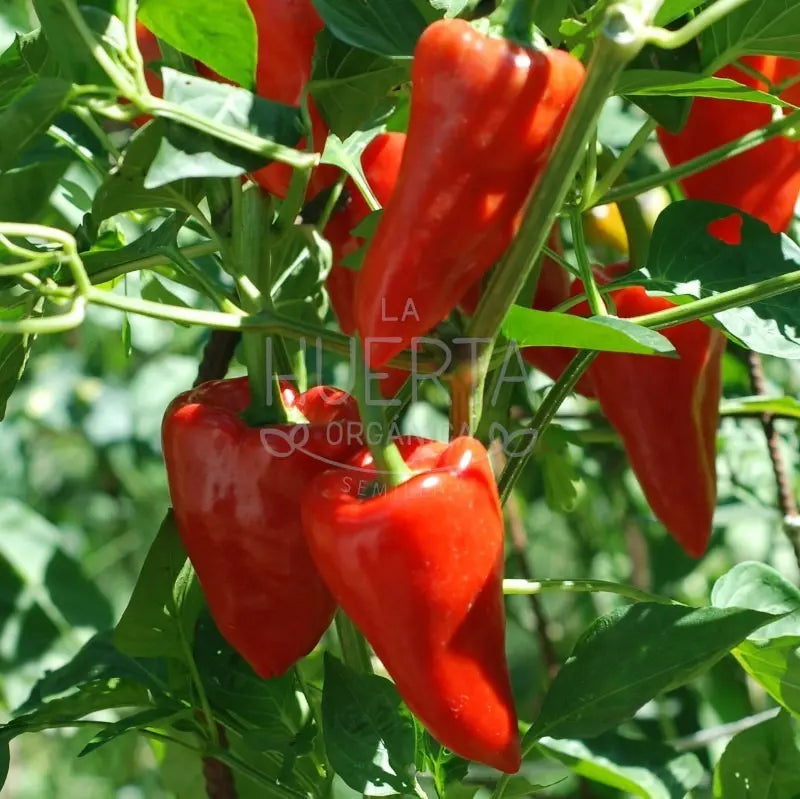 Semillas Pimiento Del Piquillo! Muy Dulce! Español