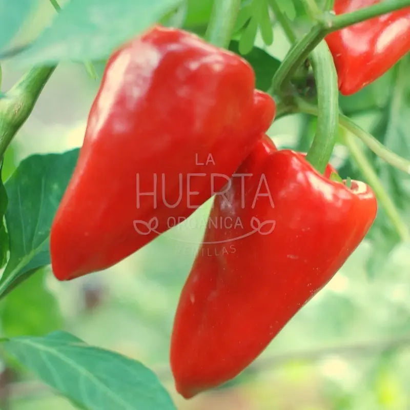 Semillas Pimiento Del Piquillo! Muy Dulce! Español